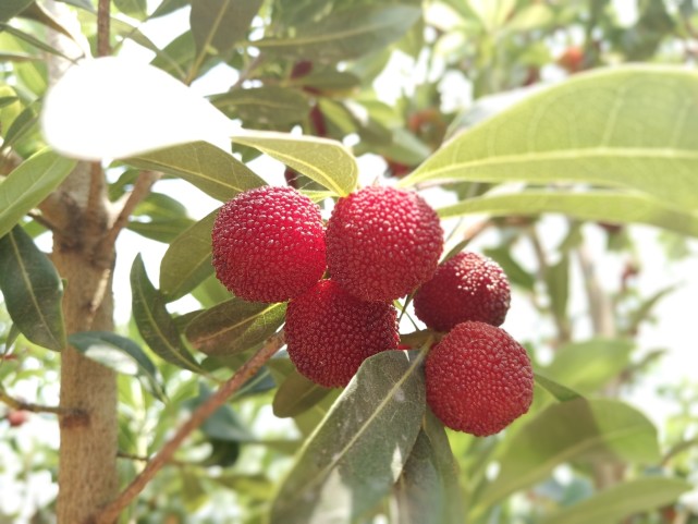 四川攀枝花高山杨梅