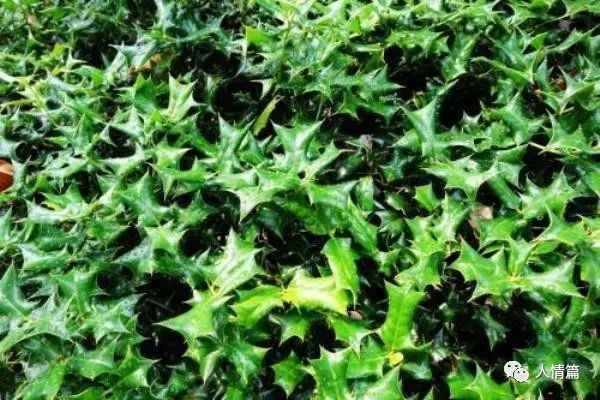 农村这野草全身是刺 农民讨厌 果实却是一味清热解毒的中药 野草 果实 中药