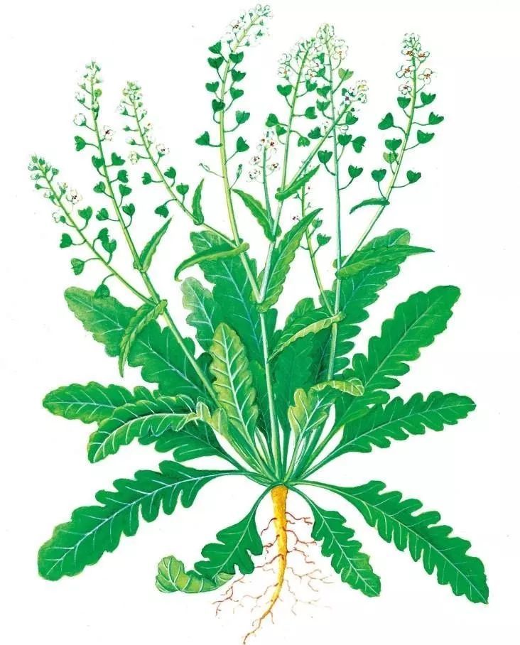 春来野菜香医生建议这样吃才更好