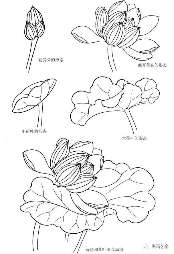 白描花卉这样画!_腾讯新闻