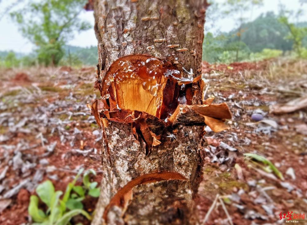 前不久他辛苦种了3年的上百棵李子树惨遭"毒手",树根处被人齐刷刷砍了