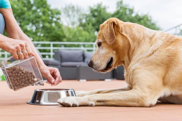 小型犬能够活得比大型犬久 为什么自然对大型犬们如此残忍