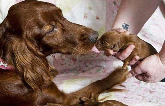 爱尔兰猎犬生育力爆表,一胎足足生了十五只,主