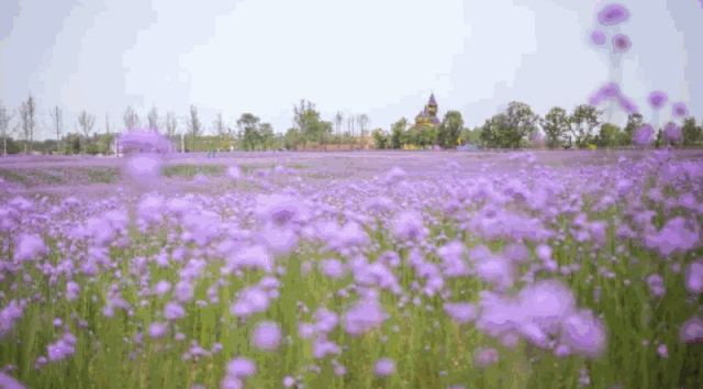 六月 是紫色的花海 薰衣草 紫颐香薰山谷 成都 黄龙溪欢乐田园