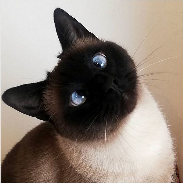 对眼儿猫看到的世界是重影的吗真相颠覆认知