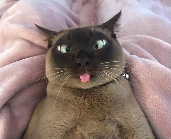 对眼儿猫看到的世界是重影的吗?!真相颠覆认知!_腾讯新闻