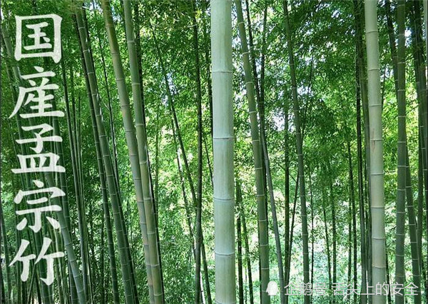 日本人5月还在吃冬笋 笋干都来自中国 日本的竹笋都用来干啥了 腾讯网