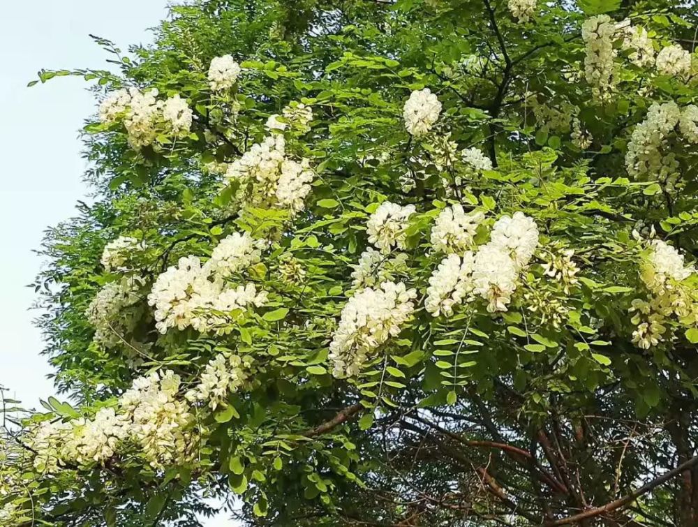 中医认为槐花味苦,性微寒,具有凉血止血,清肝火的作用,可用于血热出血