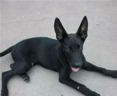 黑狼犬胆小怎么训练 黑狼犬的训练方法介绍