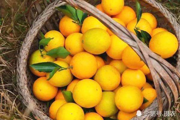 外形似柑橘很诱人,成熟后却不能吃,农民把它当摇钱树|药橙|柚子|橙子