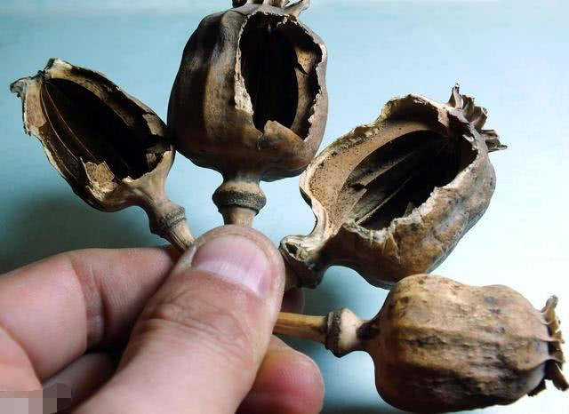 为何不良商家要在食品中加入罂粟壳 人吃了会上瘾吗 罂粟壳 罂粟