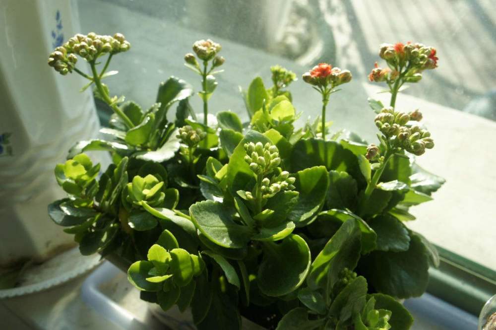 初冬养长寿花 掌握好这 3个方面 枝叶翠绿 开花一茬又一茬 腾讯新闻