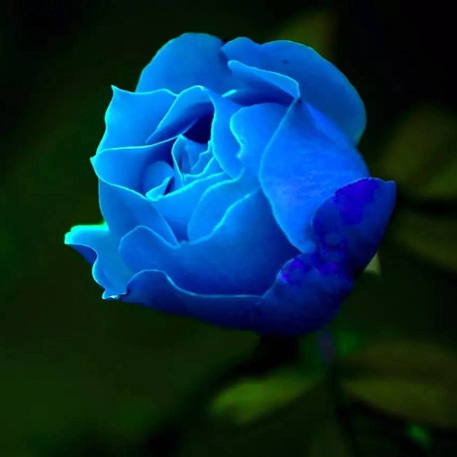 心理学测试:选一朵你最喜欢的蓝色妖姬,测你遇见ta是缘还是劫?