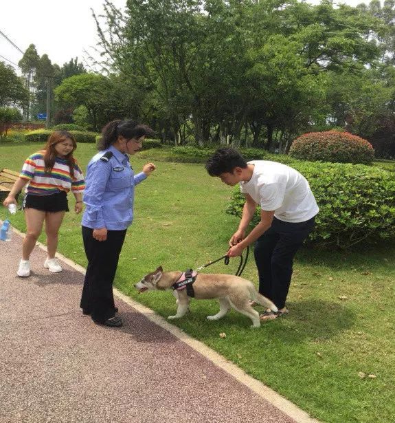 街道开展犬只管理专项整治行动