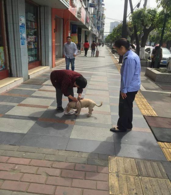 街道开展犬只管理专项整治行动