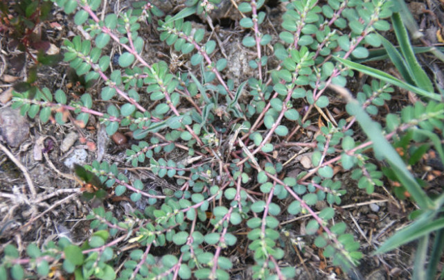 这野草人称 牛奶草 它长得平凡可价值大 是一味良药一定重视 牛奶草 野草 千根草