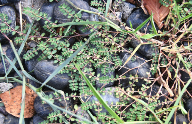 这野草人称 牛奶草 它长得平凡可价值大 是一味良药一定重视 牛奶草 野草 千根草