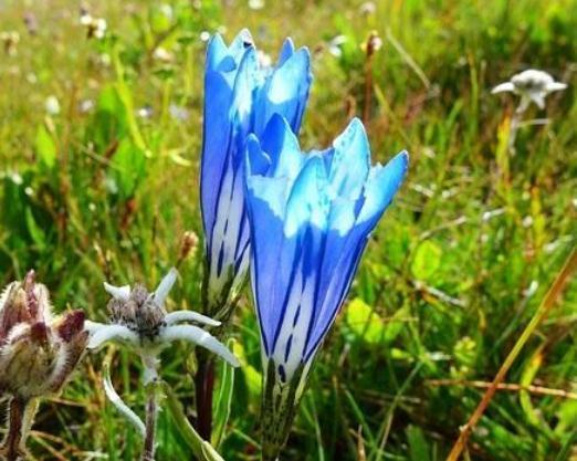 龙胆花到5月,不吃"它"就难开花,10天一口,花满盆,亮晶晶