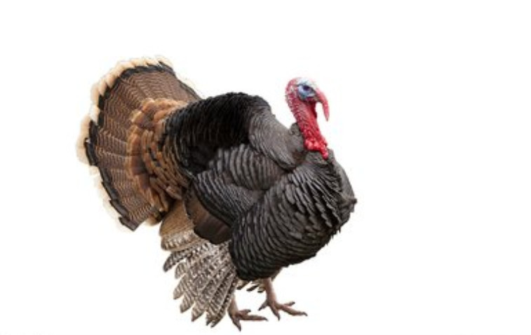 一只鸡的寿命究竟有多长?要是不吃一直养