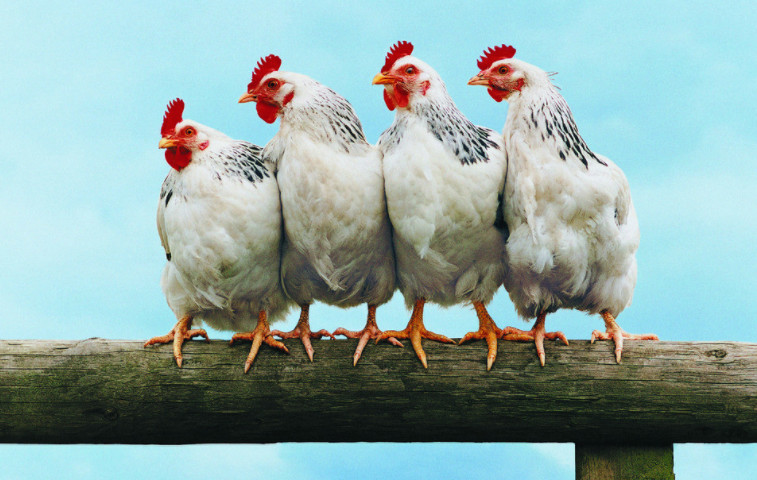 一只鸡的寿命究竟有多长?要是不吃一直养