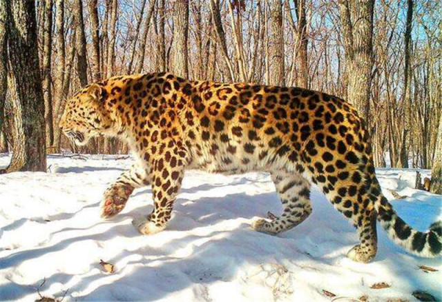 世界上体型最大的豹子,攻击力堪比东北虎,数量不过百