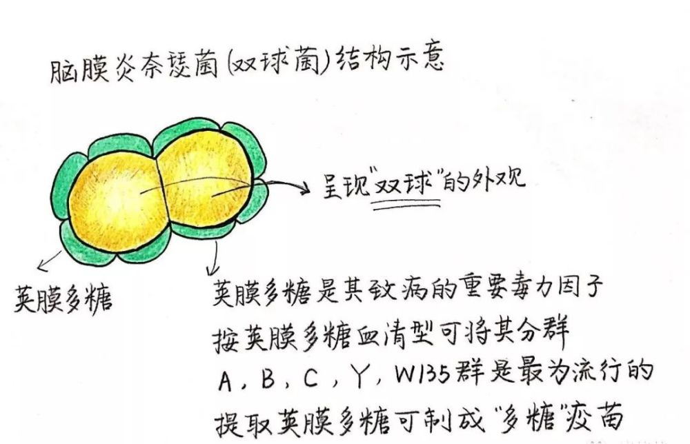 科普 | 流脑多糖疫苗与多糖结合疫苗傻傻分不清