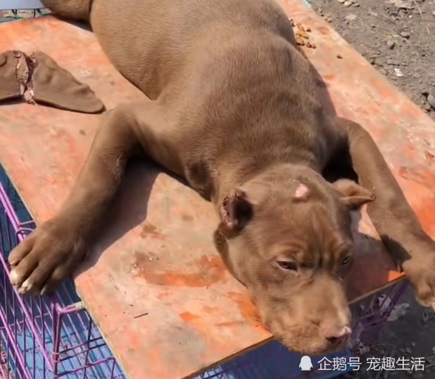 腾讯内容开放平台