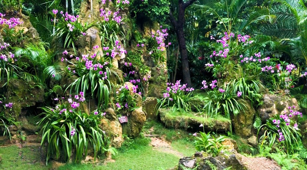 中国最大户外兰花园,有50余万株兰花,是新加坡国家兰花园7倍
