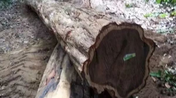 世界上最硬的木材，你知道几种呢？_腾讯新闻