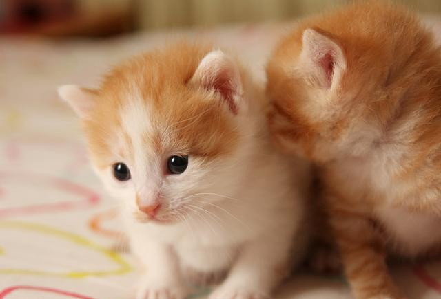 母猫不做绝育能活多久?