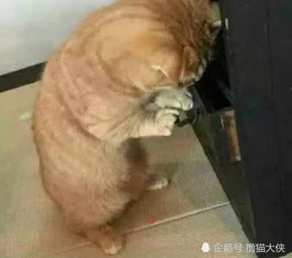猫咪翻抽屉找东西,主人上前洞悉用意后,一句话就吓僵了整只猫