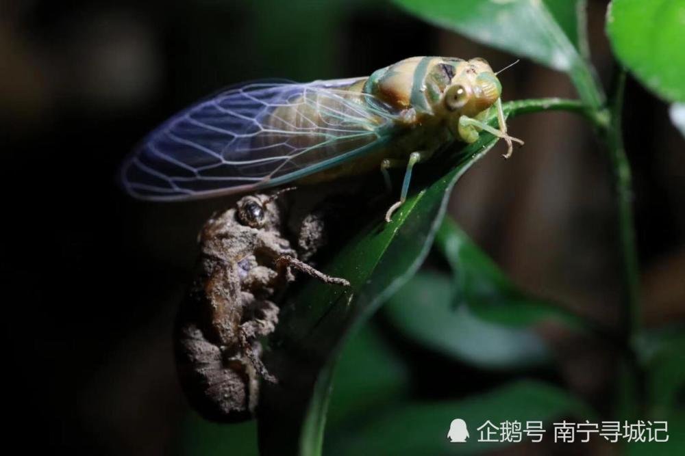 春蝉脱壳时.听,是夏天来了