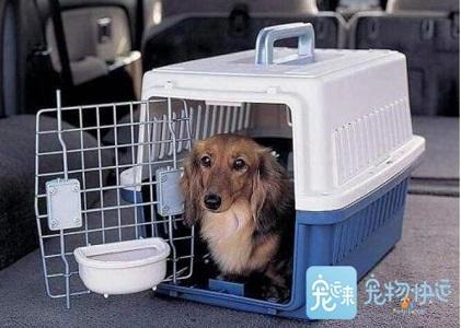 宠物检疫的新篇章：高效便捷的一站式服务