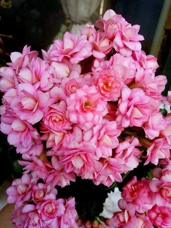 长寿花-粉丽人,顾名思义,是长寿花粉色系品种,一抹粉色特别娇嫩.