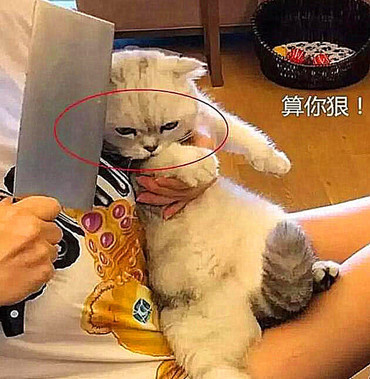 猫拿刀威胁表情包高清图片