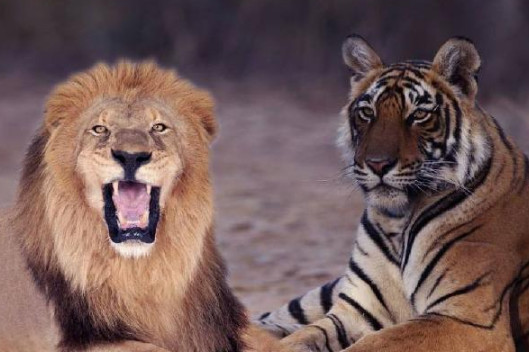 老虎和狮子谁厉害?东汉皇帝将狮虎豹熊放一起