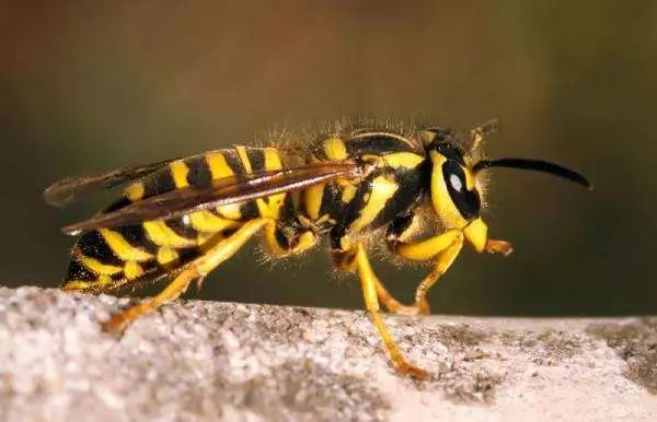 昆虫的排名_昆虫简笔画(3)