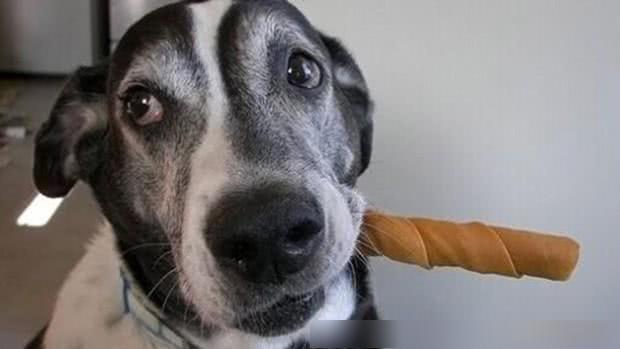 狗狗磨牙期总喜欢拆家,怎么做才能让家具安全