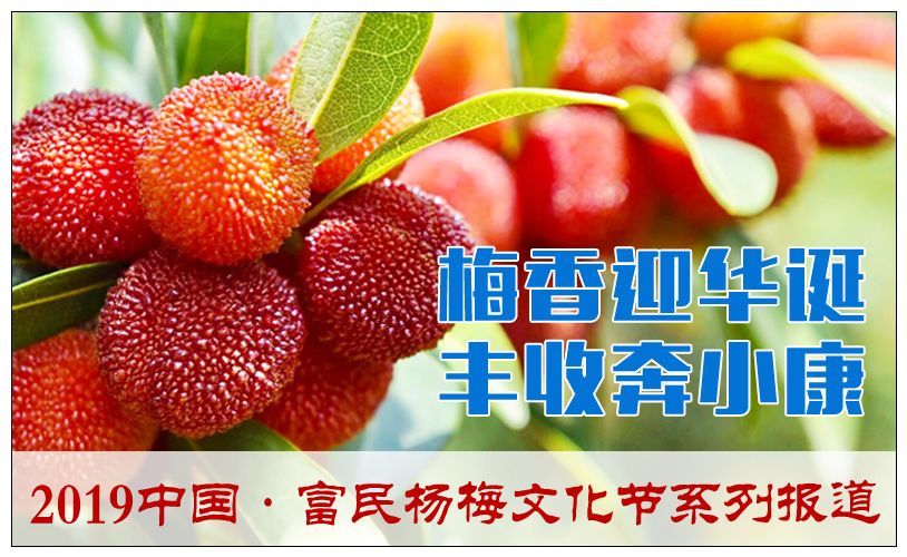 聚焦富民"杨梅节"l 5月18日富民杨梅节开幕推出"六个一"系列活动