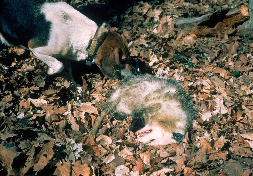 世上最会装死的动物:装死时捕猎者一脸懵逼,紧急关头总能保命