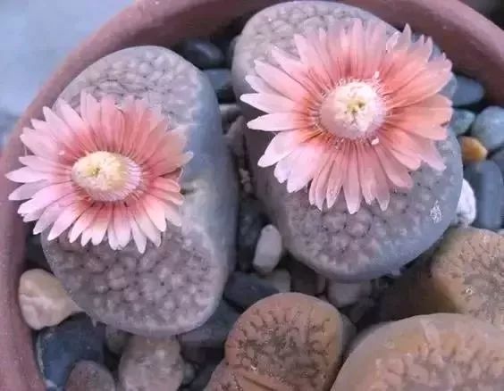 石生花绝美娇艳