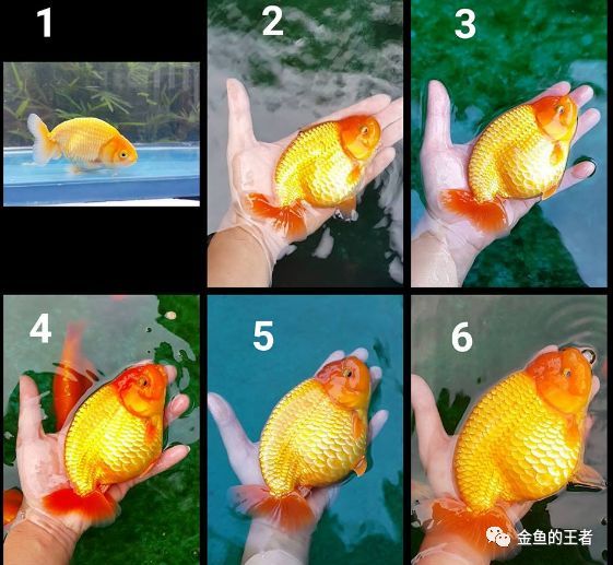 3块钱一条的小苗 半年养成镇缸鱼 给3千都不卖 腾讯新闻