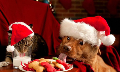 心理测试:哪个动物吃饭最可爱?测你遇到最大的"困难"是什么!