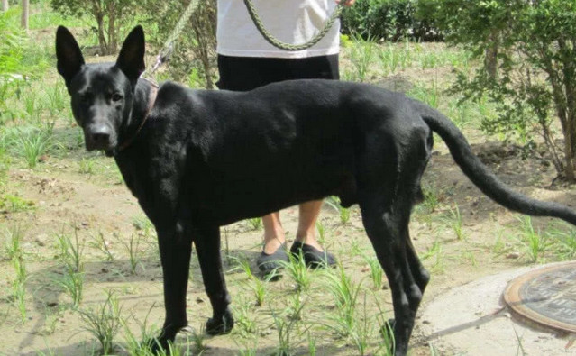 这一种杂交狗狗 身上有一半中华田园犬血统 看到价格后网友惊了