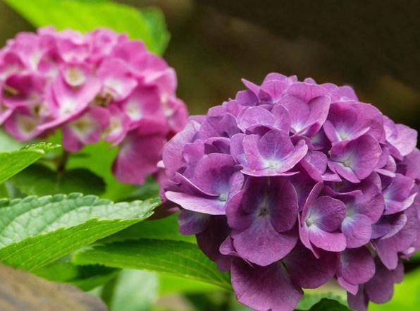 养好 八仙花 路边捡点 小垃圾 10天一顿 花开一团团