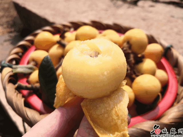 今年價格……|蘇州|枇杷樹|東山鎮|花腐病|枇杷