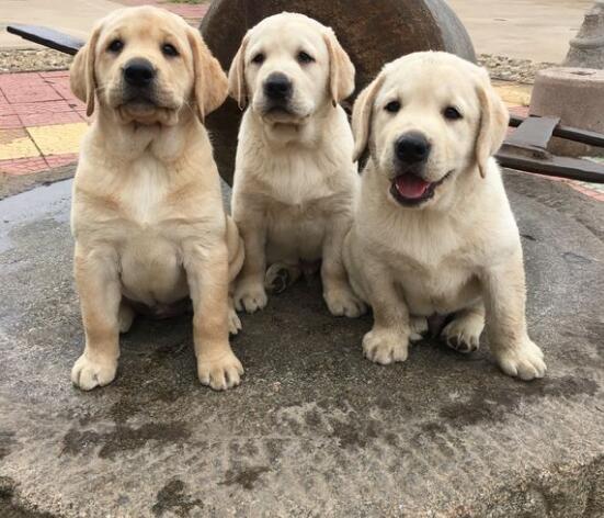 拉布拉多犬不能吃什么食物 拉布拉多喂食禁忌及正确的喂养方法