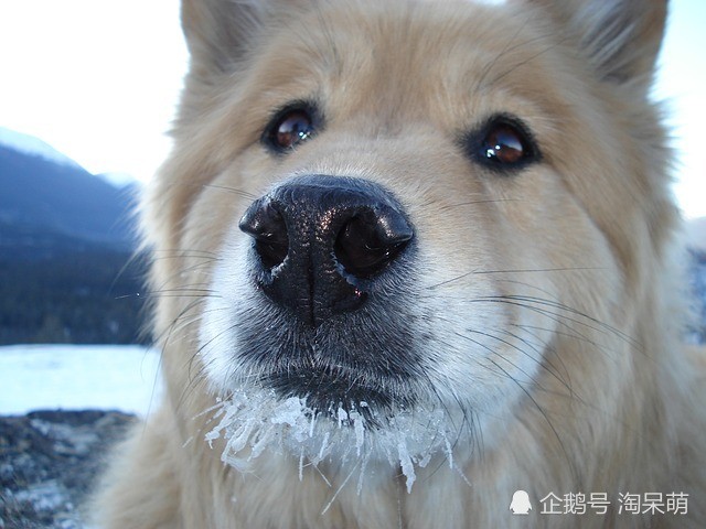 狗狗口水多怎么回事