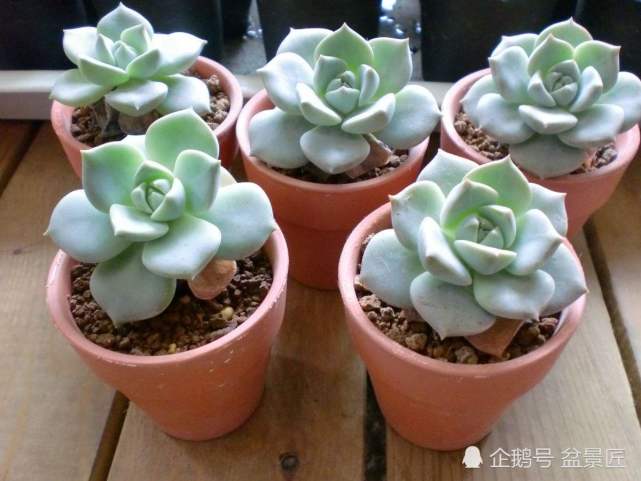 新手养殖多肉植物品种如何选择