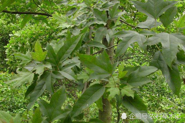 农村一种植物 稀少且价值珍贵 山里砍柴 请别砍错 半枫荷 植物